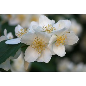 Pajazmín vencový (Philadelphus coronarius) ´MONT BLANC´ - výška 30-50 cm, kont. C2L